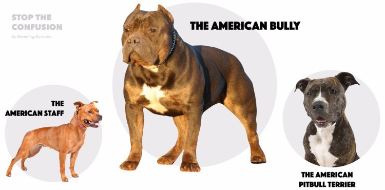 Булли, Стаффорд и питбуль