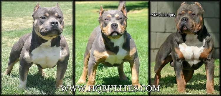 Американский стаффордширский терьер породы собак булли