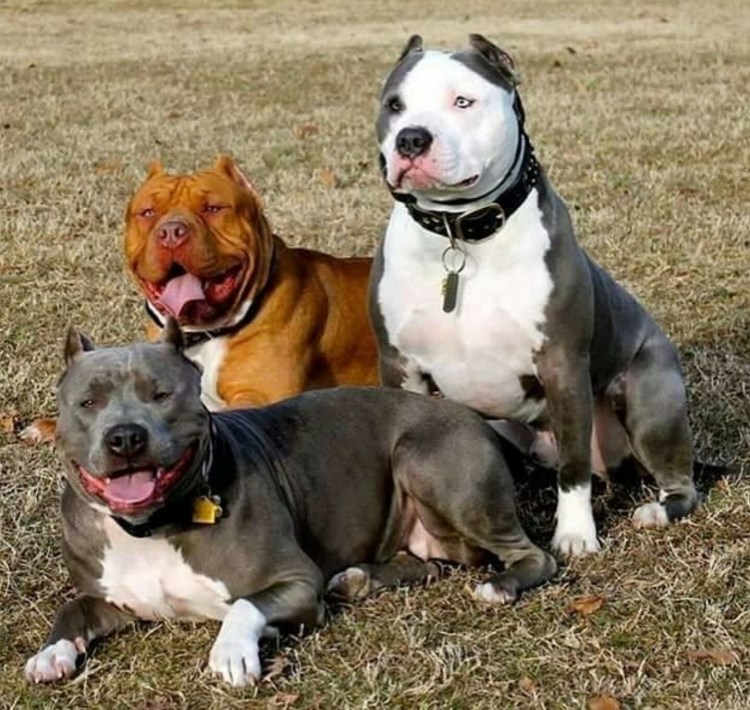 Питбультерьер и стаффордширский терьер