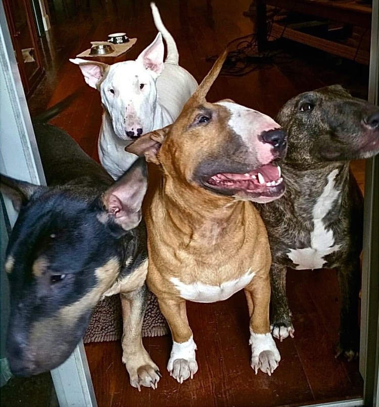 Стаффорд питбуль бультерьер