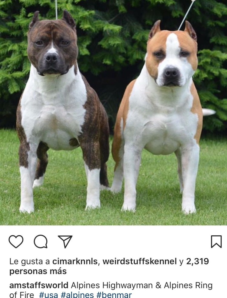 Стаффордширский бультерьер белый