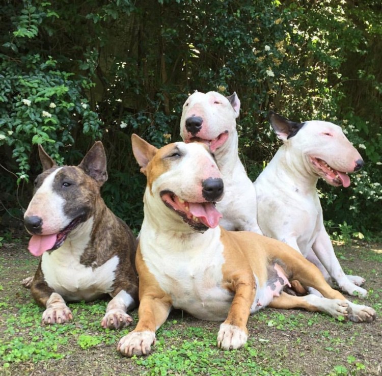 Амстафф и питбуль