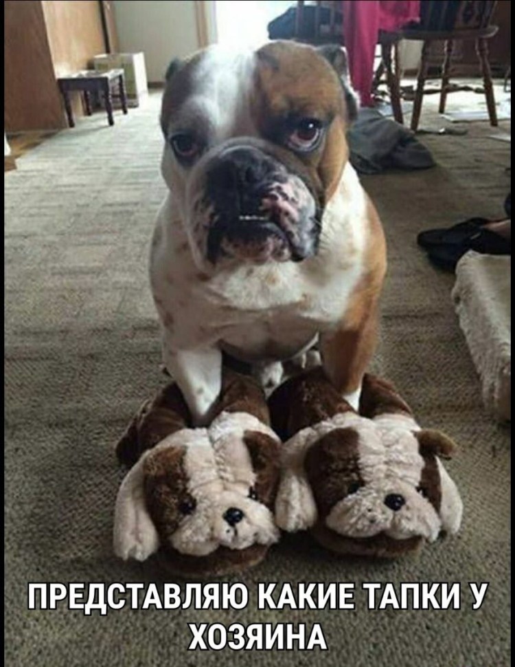 Французский бульдог юмор