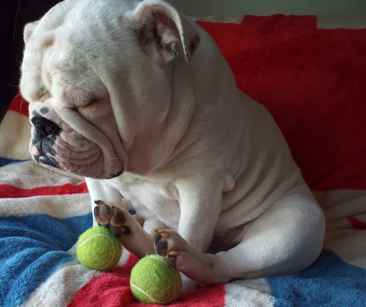 Смешной бульдог