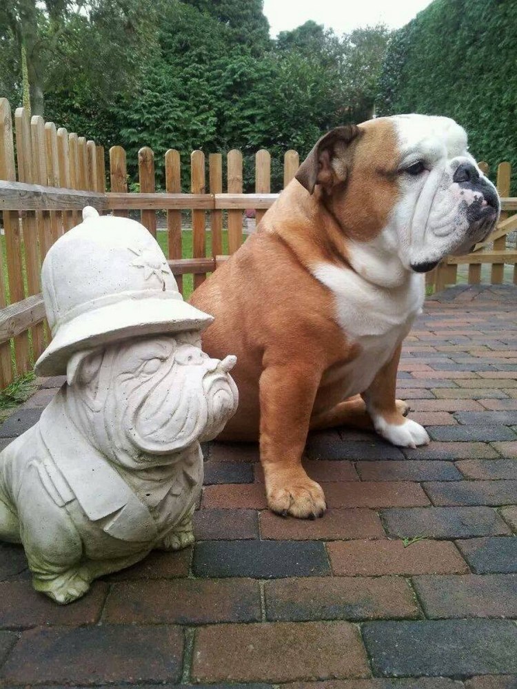 Слюнявый французский бульдог