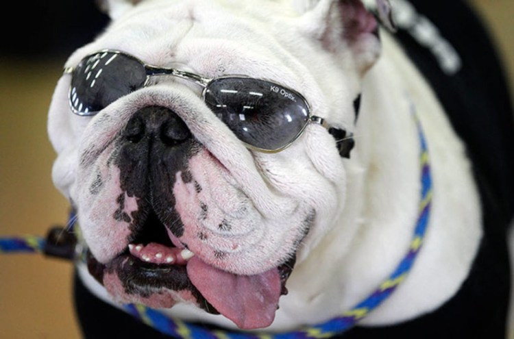 Бульдог на аву