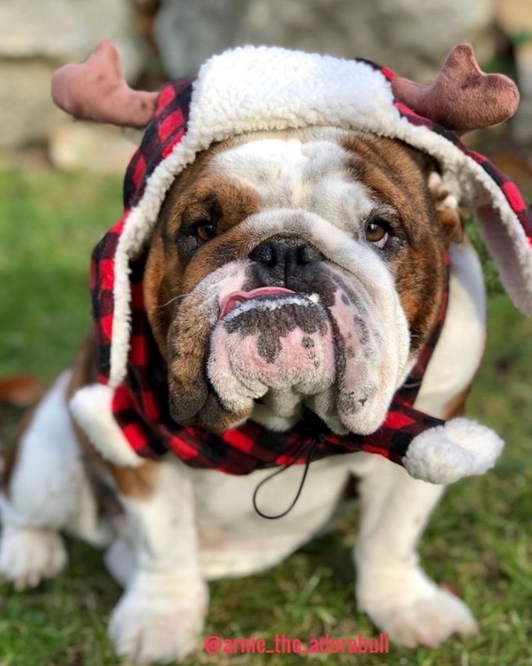 Английский бульдог приколы