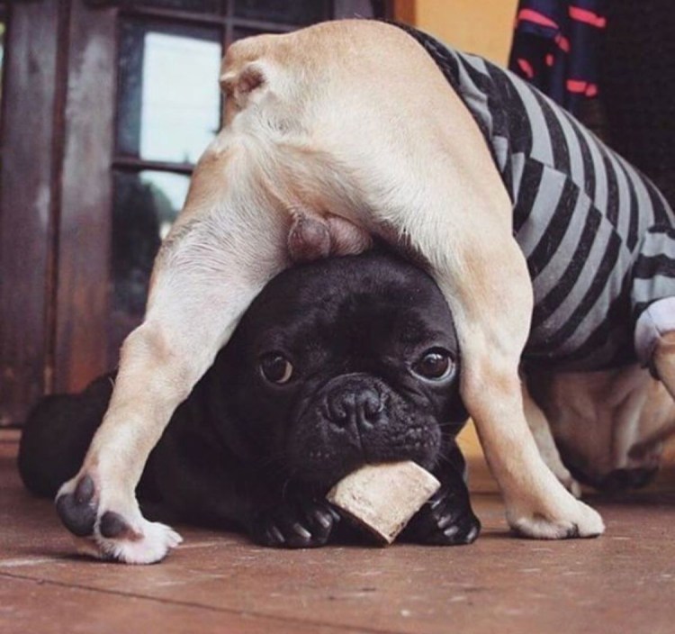 Английский бульдог