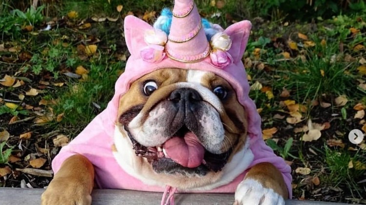 Английский бульдог Жажа