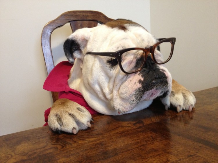 Самые красивые бульдоги