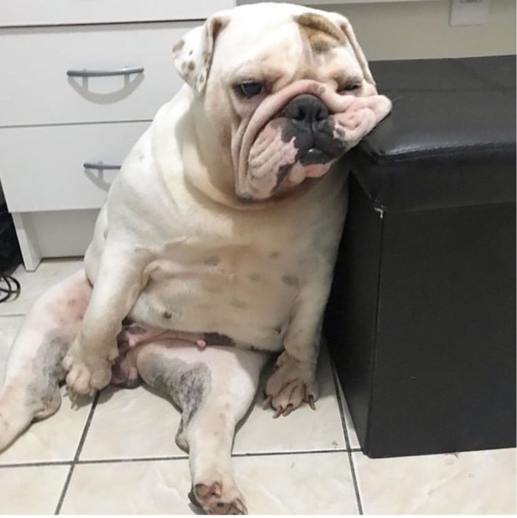 Бульдог в очках