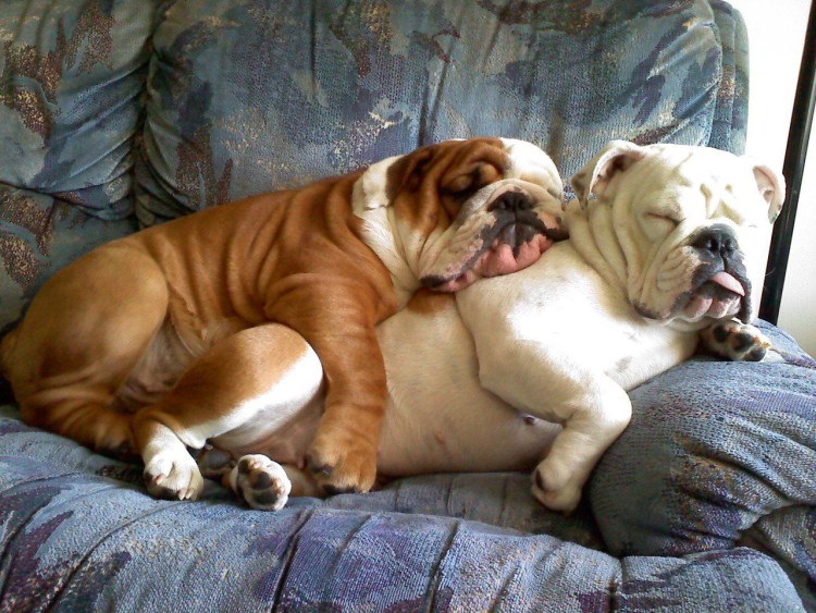 Французский бульдог пилот