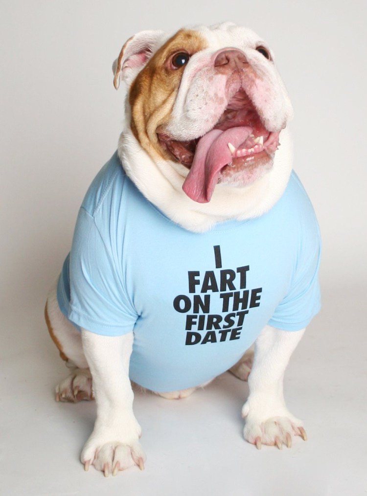 Смешная собака бульдог