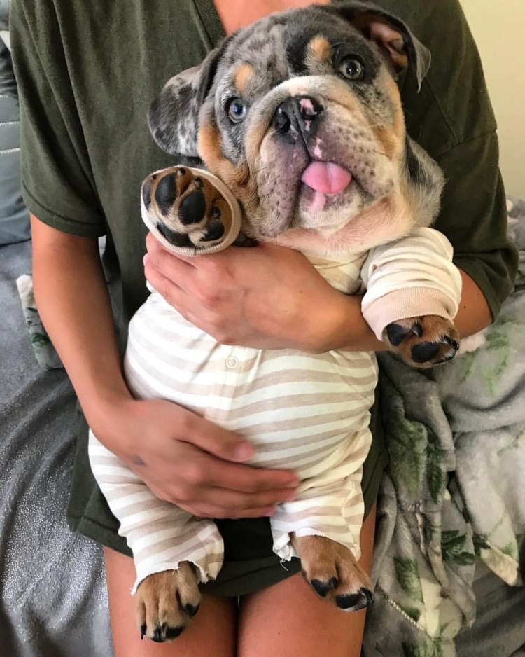 Смешные бульдожки