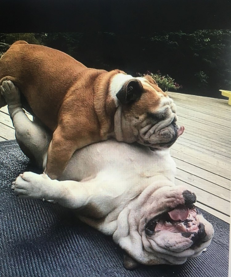 Английский бульдог