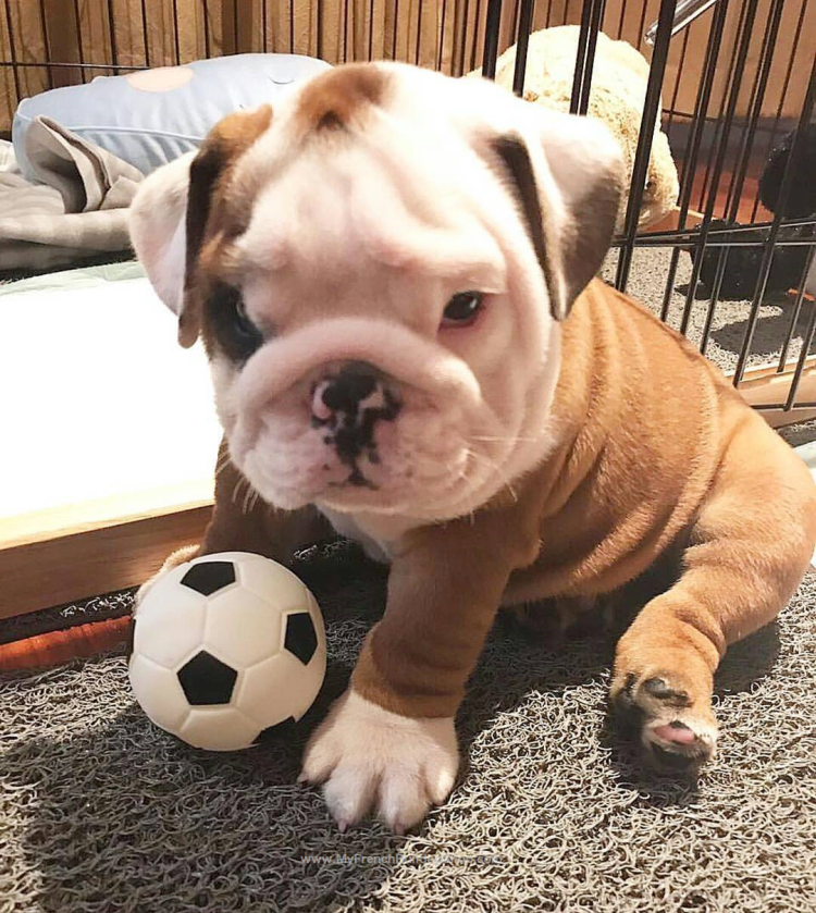 Смешной бульдог