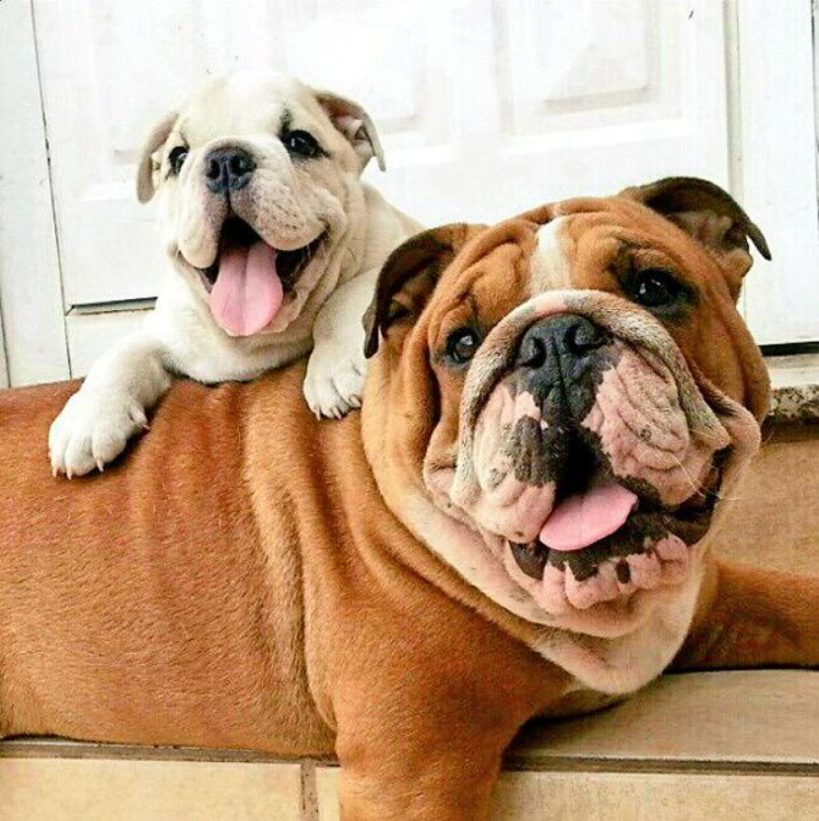 Английский бульдог приколы