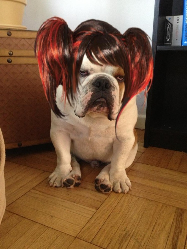 Смешные щенки