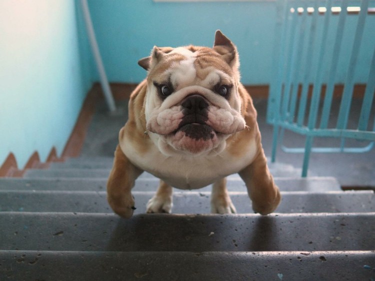 Английский бульдог коричневый