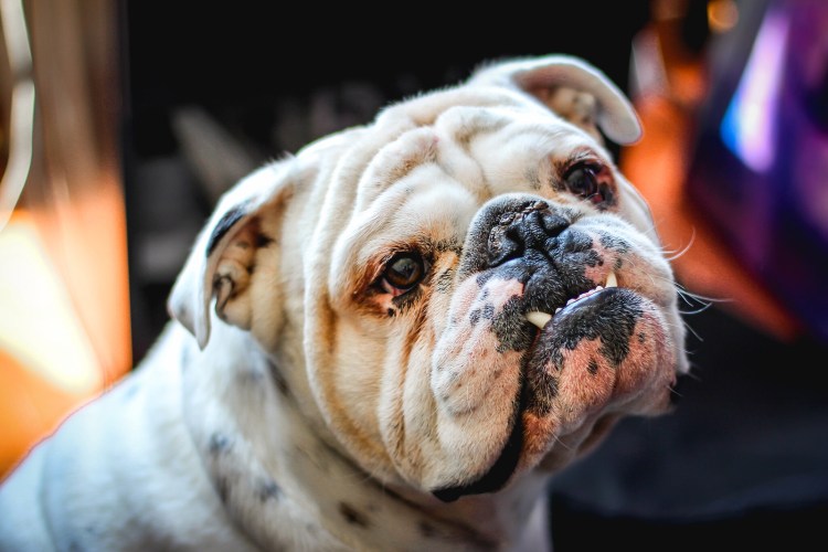 Смешной английский бульдог