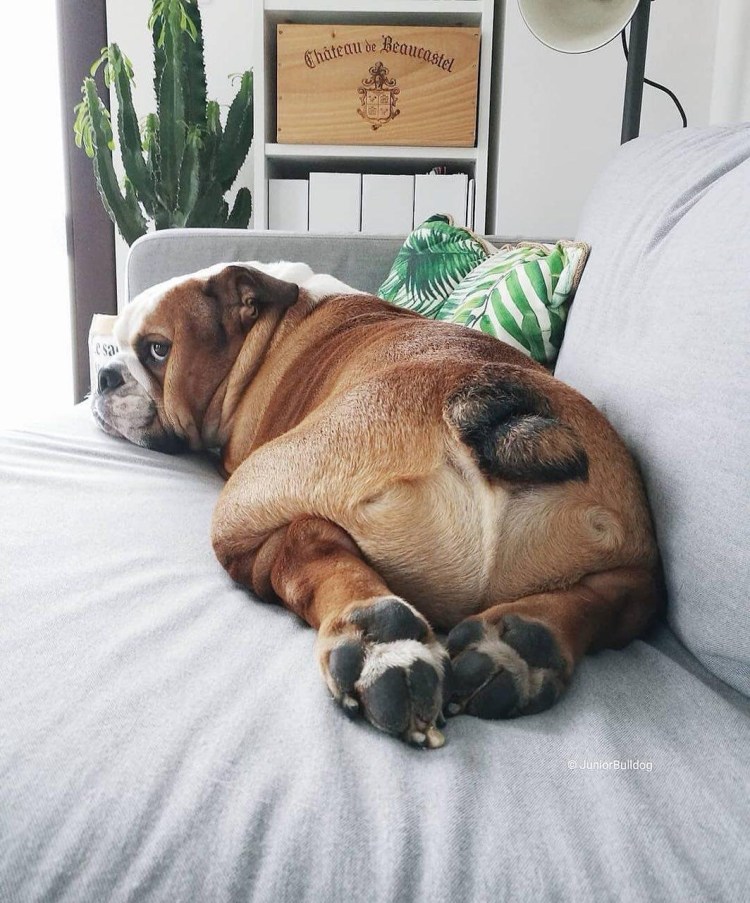 Смешной английский бульдог