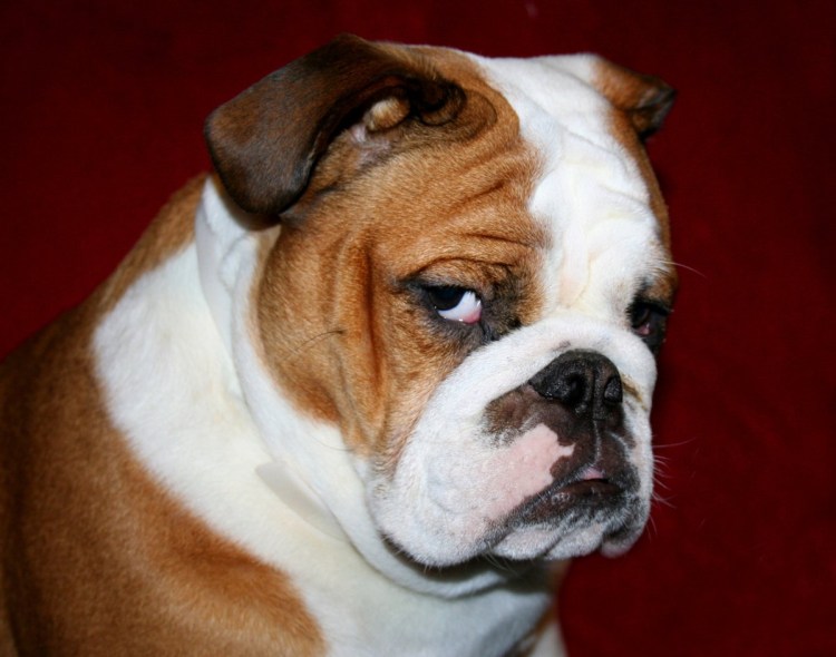 Бульдог морщинистый