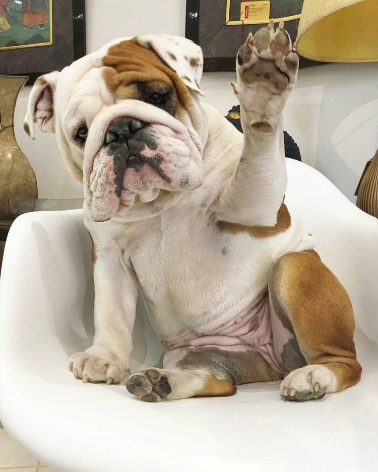 Смешной бульдог