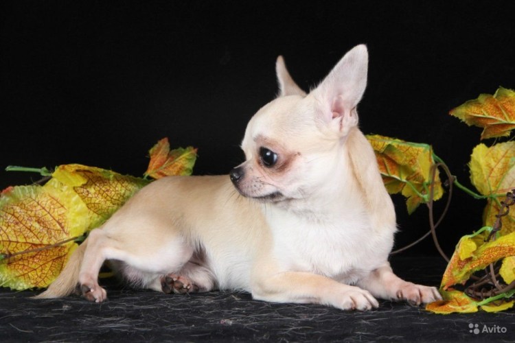 Чихуахуа короткошерстные