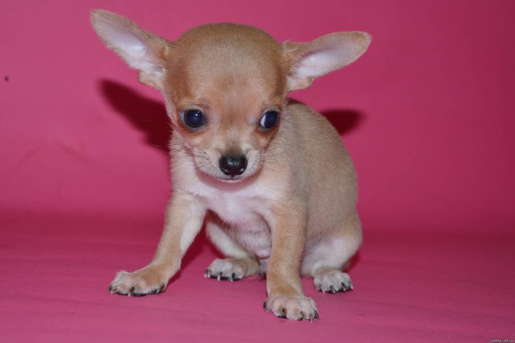 Чихуахуа палевый