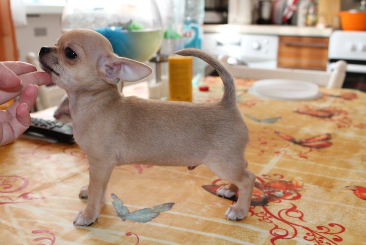 Чихуахуа гладкошерстные