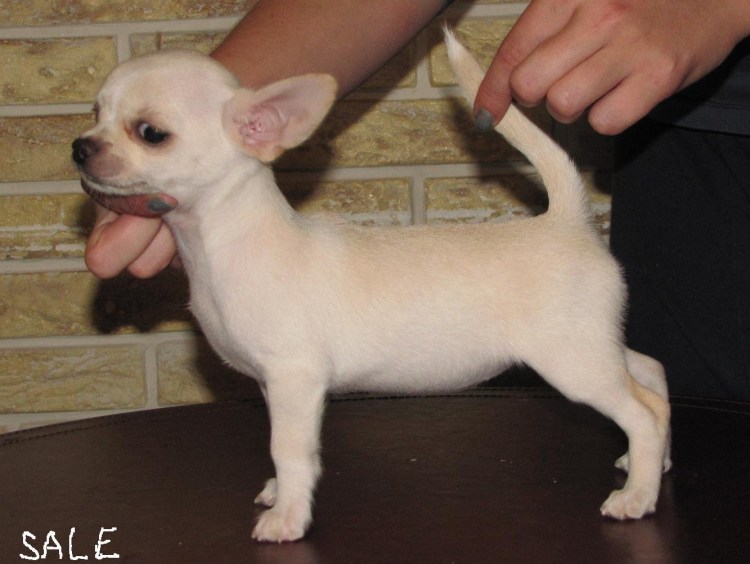 Голубо палевый окрас чихуахуа