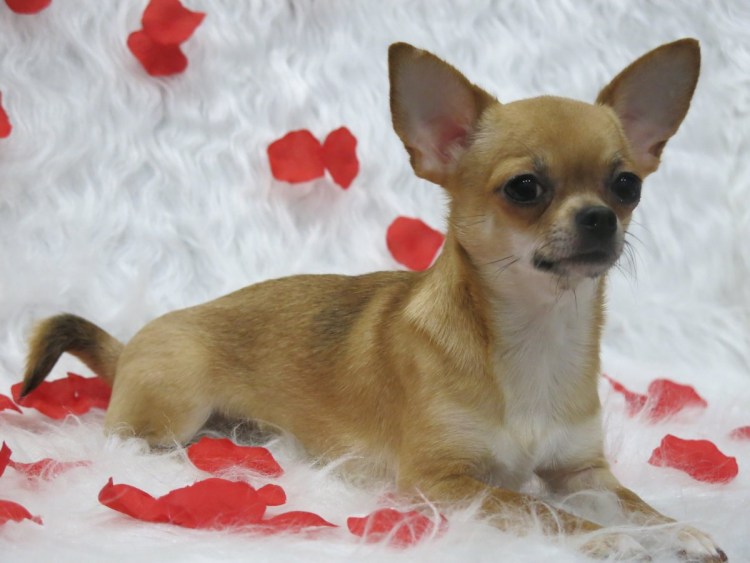 Чихуахуа палевый
