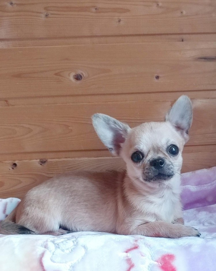 Голубо палевый чихуахуа