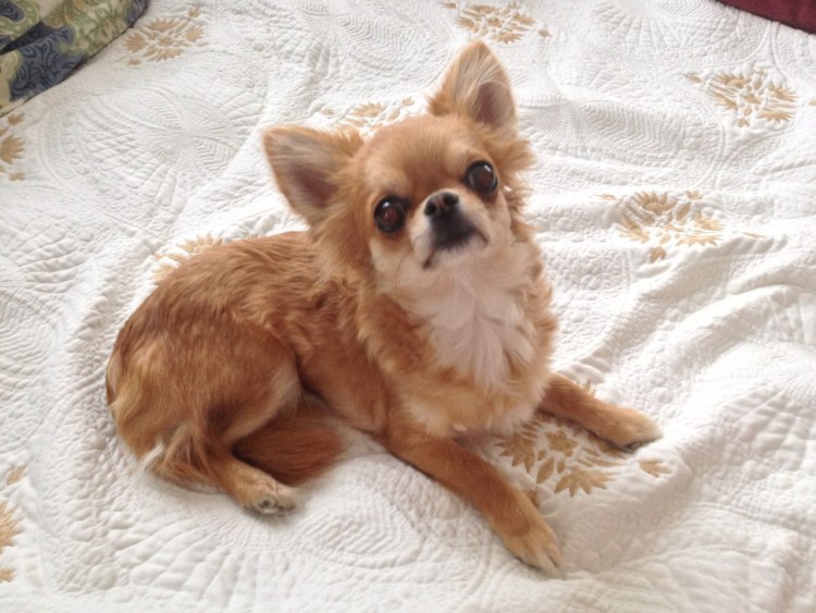 Чихуахуа гладкошерстный персиковый