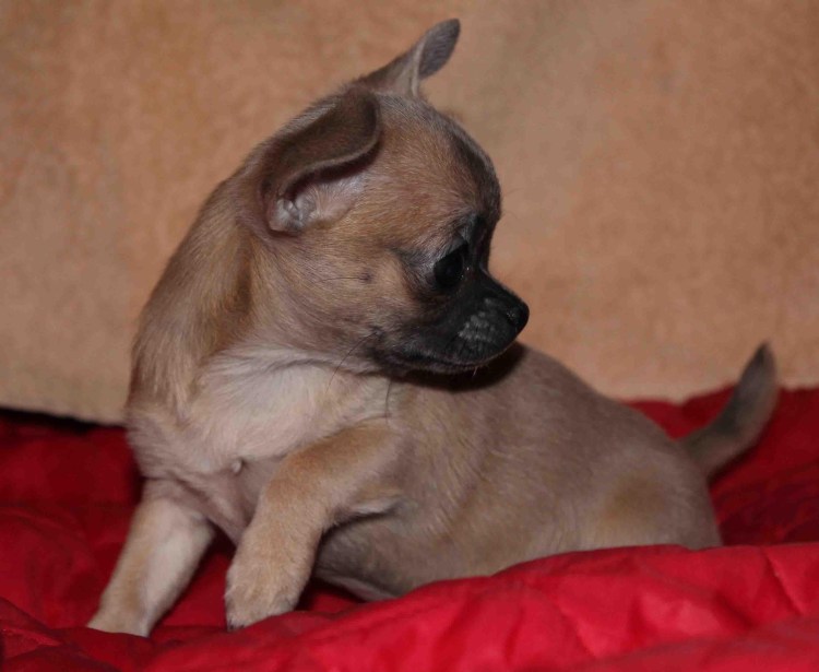 Курносый чихуахуа
