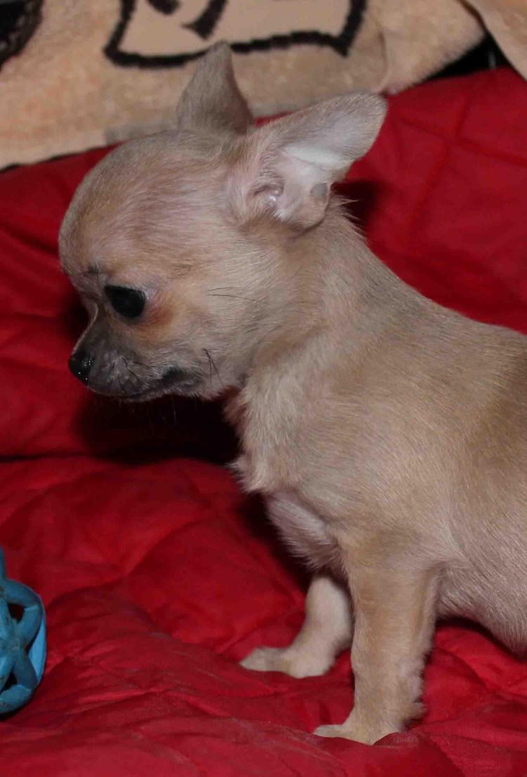 Чихуахуа гладкошерстный соболиный