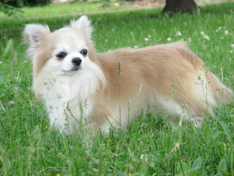 Чихуахуа лысая коричневая