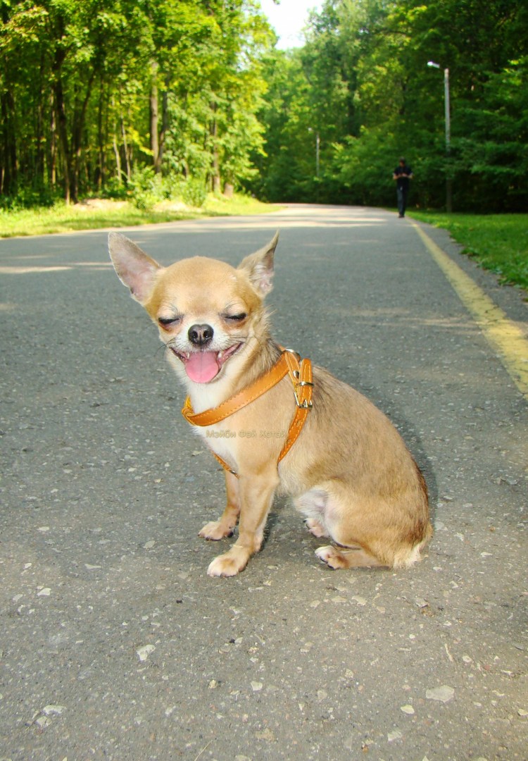 Чихуахуа мини палевый