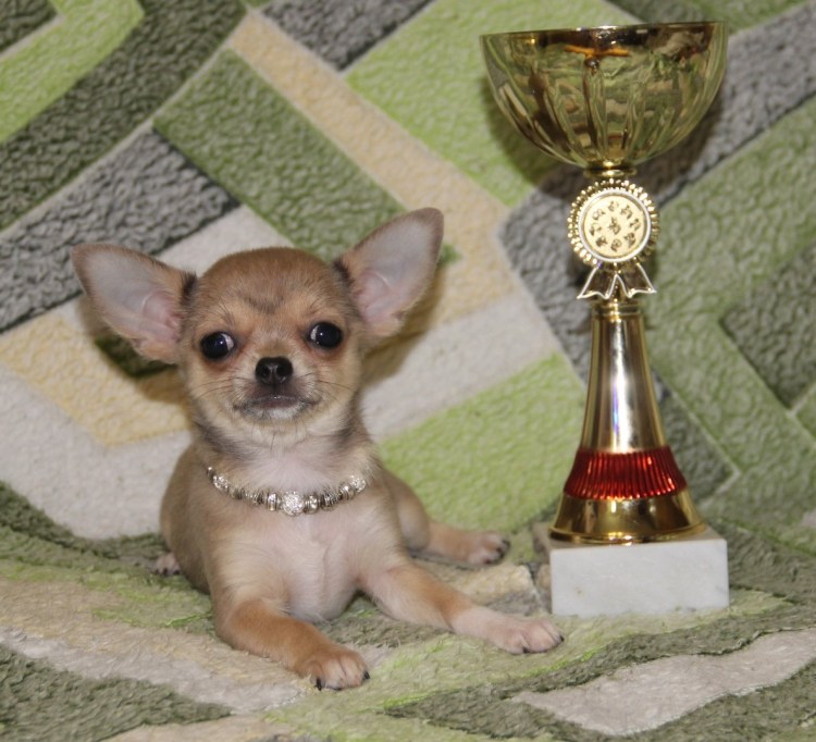 Палевый чихуахуа кобби
