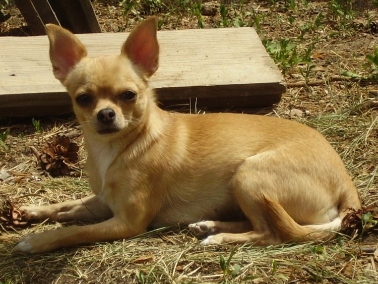 Чихуахуа палевый гладкошерстный