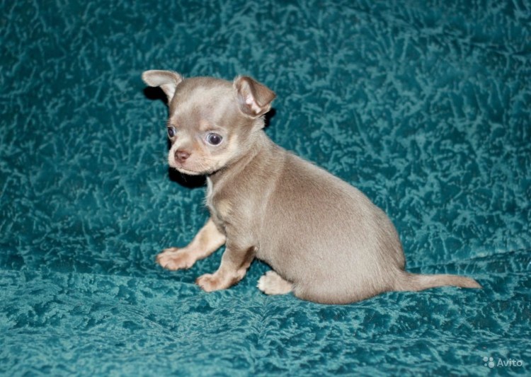 Чихуахуа соболиный длинношерстный