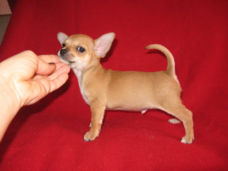 Собака чихуахуа