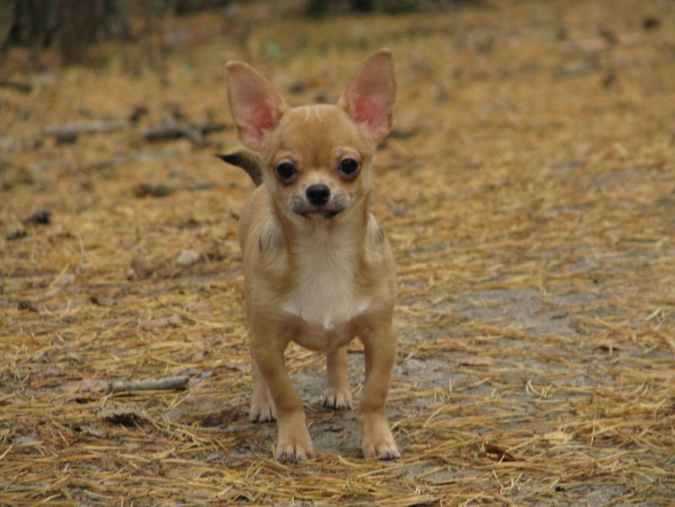 Чихуахуа стандарт гладкошерстные