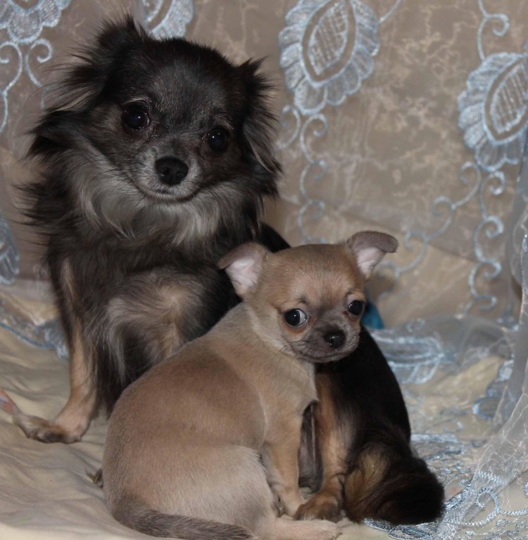 Чихуахуа короткошерстные