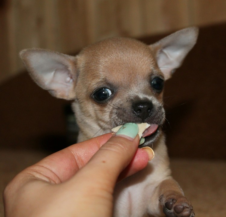 Чихуахуа мини