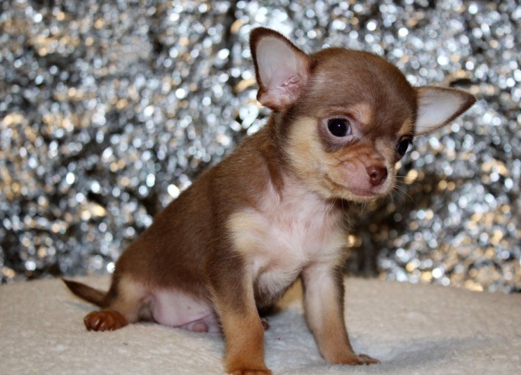 Чихуахуа рыжий Соболь гладкошерстный