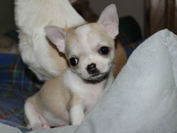 Чихуахуа соболиный лиловый