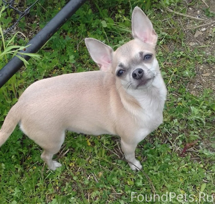 Чихуахуа гладкошерстные