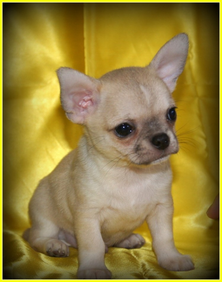 Чихуахуа палевый