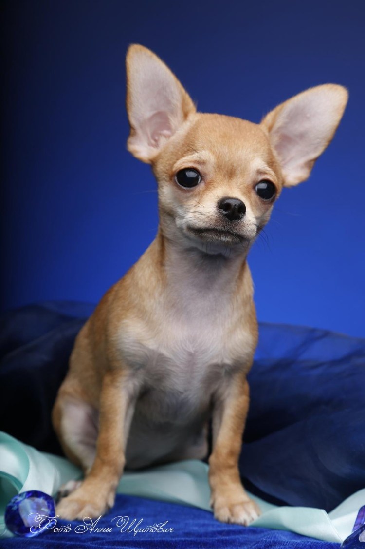 Собака чихуахуа